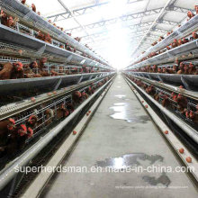 Fazenda automática de gaiola de frango para camadas com SGS Cetification